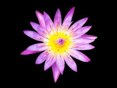 Çok taze havzasında mor zambak su veya Lotus çiçeği