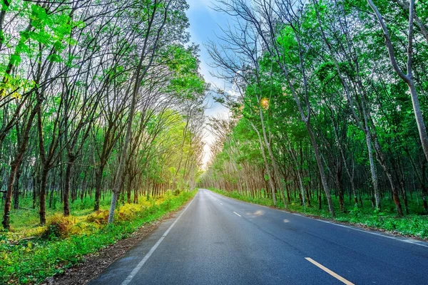 Para rubber tree and road way, latex rubber plantation and tree — Stock Photo, Image