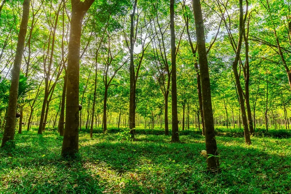 Para árvore de borracha, plantação de borracha de látex e borracha de árvore — Fotografia de Stock