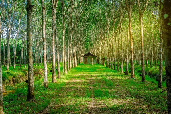 Para rubber tree, Latex rubber plantation and tree rubber — Stock Photo, Image