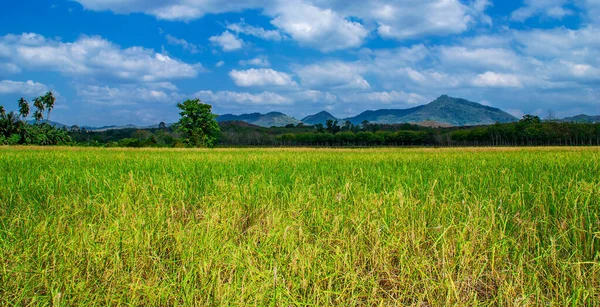 Panorama des champs de riz rural avec ciel nuageux en plein jour — Photo