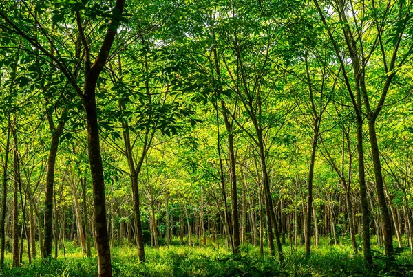Plantação Borracha Látex Para Borracha Árvore Árvore Borracha Sul Tailândia — Fotografia de Stock