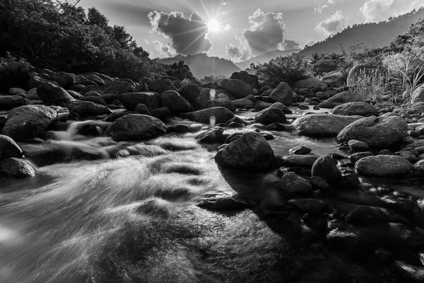 River stone and tree with sun beam, View water river tree, Stone river and sun ray in forest, Black and white and monochrome style