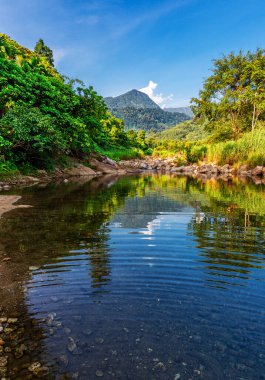 Nehir taşı ve yeşil ağaç, Su nehir ağacını görün, Ormanda taş nehir ağacı yaprağı