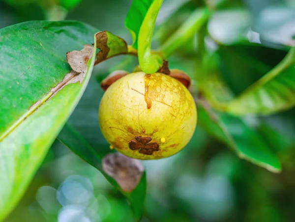 Mangosteen, yeşil yapraklı ağaçta bulanık arka plan, Makro