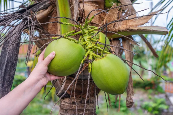 Hand Frauen Mit Kokosnuss Tropischen Früchten Auf Palme Verschwommener Hintergrund — Stockfoto