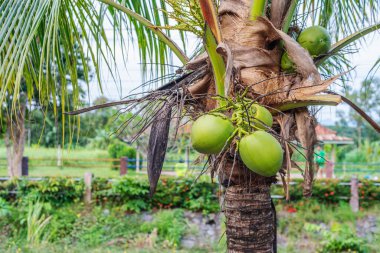Hindistan cevizi tropikal meyvesi, palmiye ağacında, bulanık arkaplan