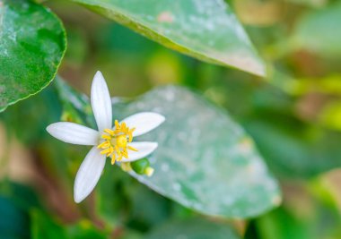 Limon çiçeği, ağaçtaki limon, yeşil yapraklı, bulanık yapraklı arka plan, Macro.