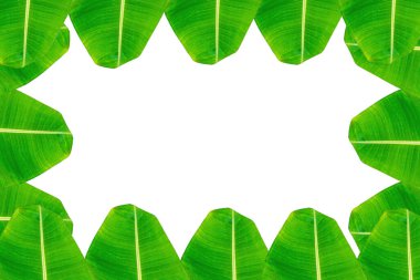 Muz yaprağı, yeşil yapraklar, beyaz arkaplanda izole edilmiş kopya alanı