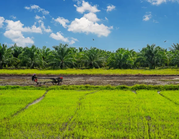 Reisfeld Landwirtschaft Reis Mit Weißen Wolken Und Blauem Himmel — Stockfoto