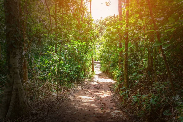 Jalan Hutan Dengan Daun Hijau Dan Latar Belakang Sinar Matahari — Stok Foto