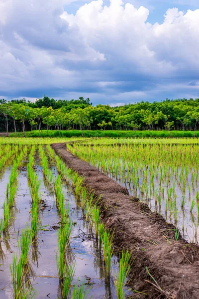 Reisfeld Landwirtschaft Reisfelder Mit Himmel Und Wolkenregen Abendlicht — Stockfoto