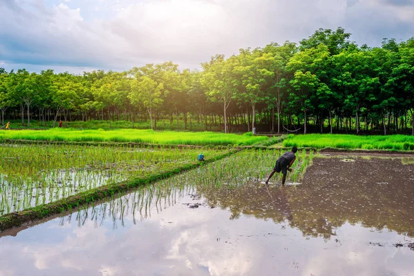 Risfält Jordbruk Paddy Med Bonde Och Himmel Och Moln Regn — Stockfoto