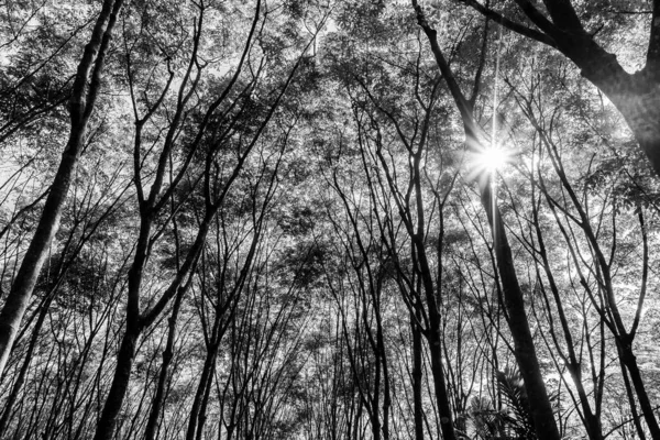 Latexkautschukplantage Oder Parakautschukbaum Oder Baumkautschuk Mit Blättern Und Sonnenstrahl Südthailand — Stockfoto