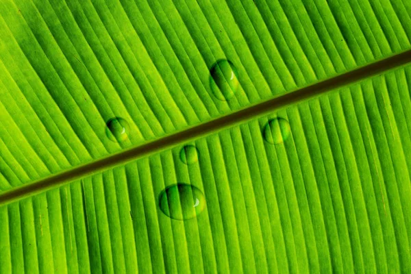 Folha Verde Banana Com Textura Água Gota Padrão Natureza — Fotografia de Stock