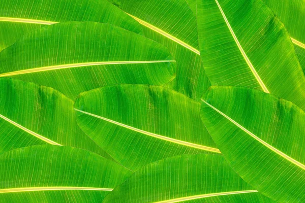 Folha Banana Folhas Verdes Isolada Sobre Fundo Branco — Fotografia de Stock