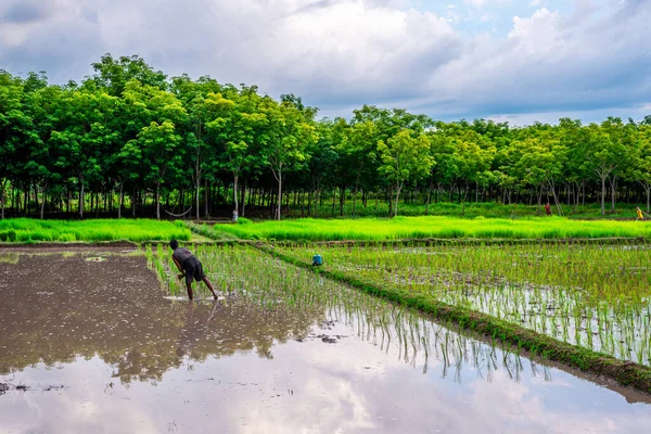 Pattalung Thailand Aug 2020 Rice Field Agriculture Paddy Farder White — стокове фото