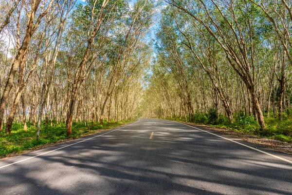 Túnel Árvore Estrada Asfalto Borrada Folha Verde Túnel Árvore Fundo — Fotografia de Stock