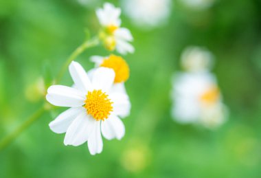 Cosmos bipinnatus yıllık yarı dayanıklı, kozmos çiçeği beyazından bulanık arka plan, seçici odak, Makro