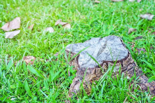 Zgniłe Drewniane Zielonej Trawie Zamazane Tło Selektywne Skupienie — Zdjęcie stockowe