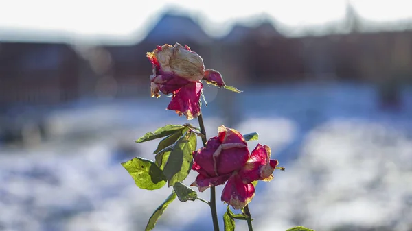 winter roses