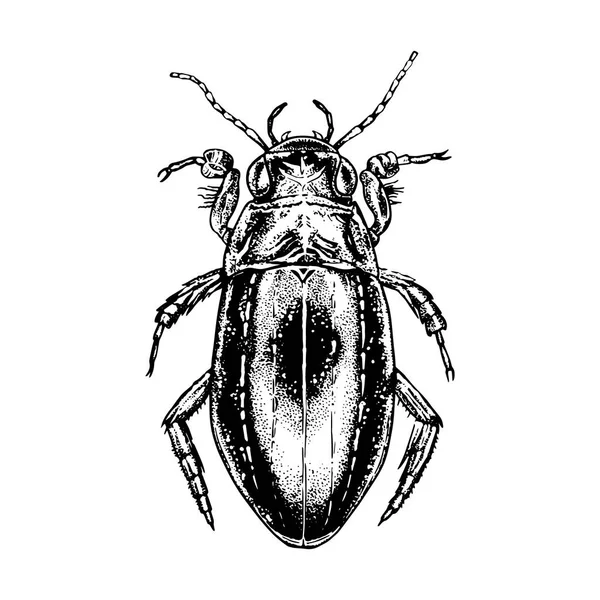 Hand drawn beetle water beetles. Realistic sketch. Vector illustration. — Stock Vector