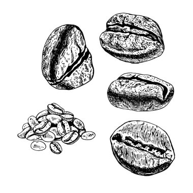 El kahve çekirdekleri dizi çekilmiş. Vektör çizimi