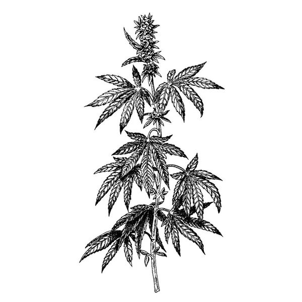 Planta de cânhamo desenhado à mão com cones. Ramo de canábis com folhas. Esboço vetorial de galho de maconha — Vetor de Stock