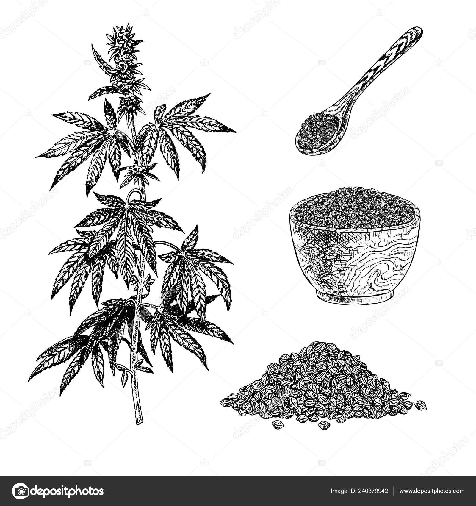Conjunto desenhado à mão de planta de cânhamo com cones tigela com mingau de  cereal e sementes. ilustração Cannabis. Vintage vetor esboço de maconha  Vetor de stock de ©Username_19230043369 240379942, image size:1600x1700