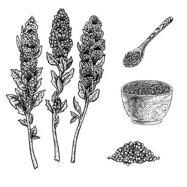 El quinoa bitki lapası kase, kaşık ve tohum set çekilmiş. Vintage vektör kroki