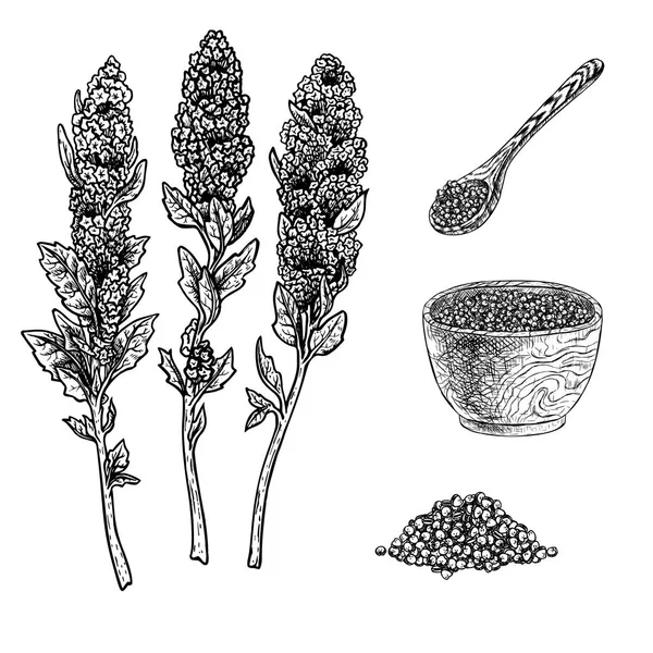 El quinoa bitki lapası kase, kaşık ve tohum set çekilmiş. Vintage vektör kroki