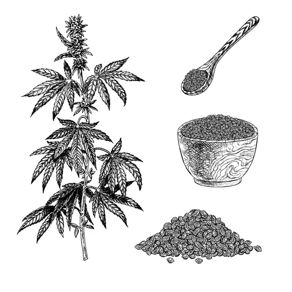 Handgezeichnetes Set Hanfpflanze mit Zapfenschale mit Haferbrei und Samen. Cannabis-Illustration. Vintage-Vektor-Skizze von Marihuana — Stockvektor