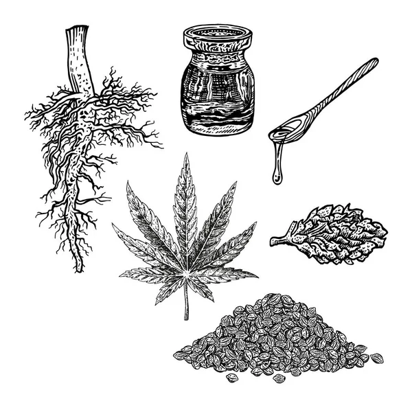 Set disegnato a mano con canapa foglia olio di cannabis cono e mazzo di semi. Schizzo vettoriale vintage di marijuana — Vettoriale Stock