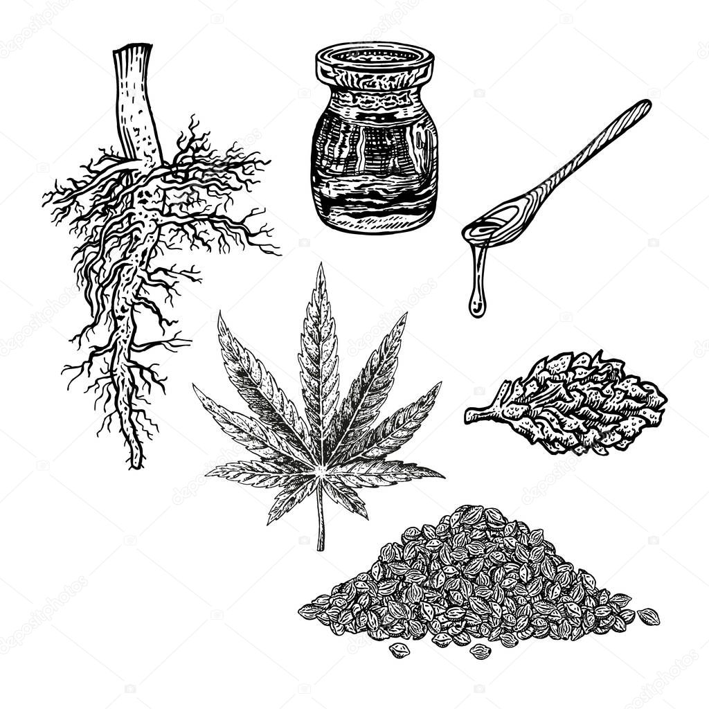 Hand drawn set with hemp leaf cannabis oil cone and bunch of seeds. Vintage vector sketch of marijuana