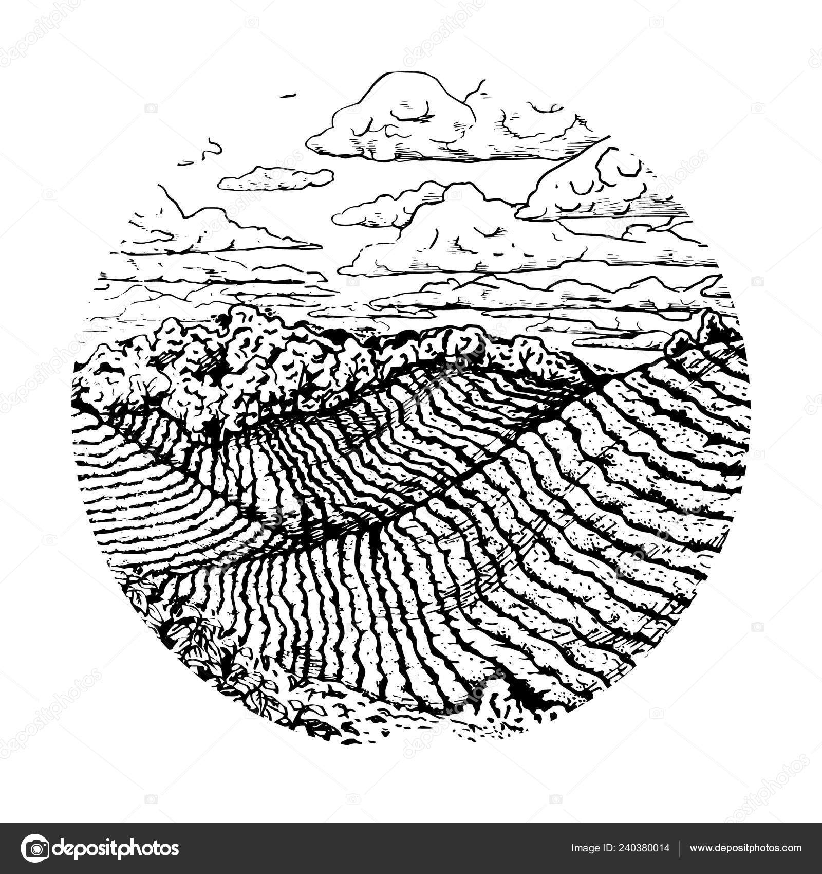 Hand drawn coffee field. in the round. Vector sketch Stock Vector Image by ©airin.dizain #240380014