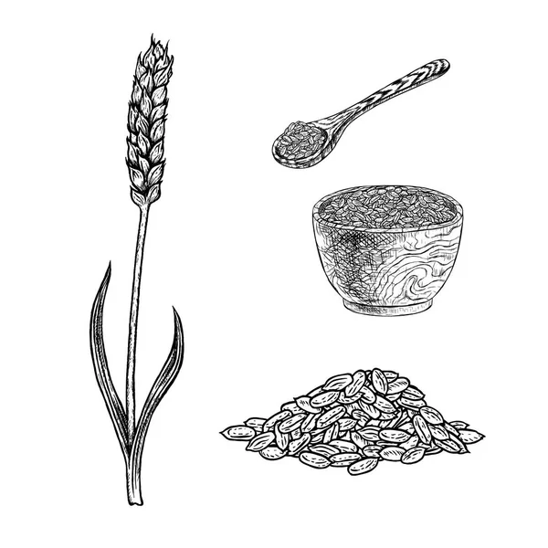 Conjunto desenhado à mão de mingau de planta de espelta em tigela, colher e sementes. Desenho vetorial vintage —  Vetores de Stock