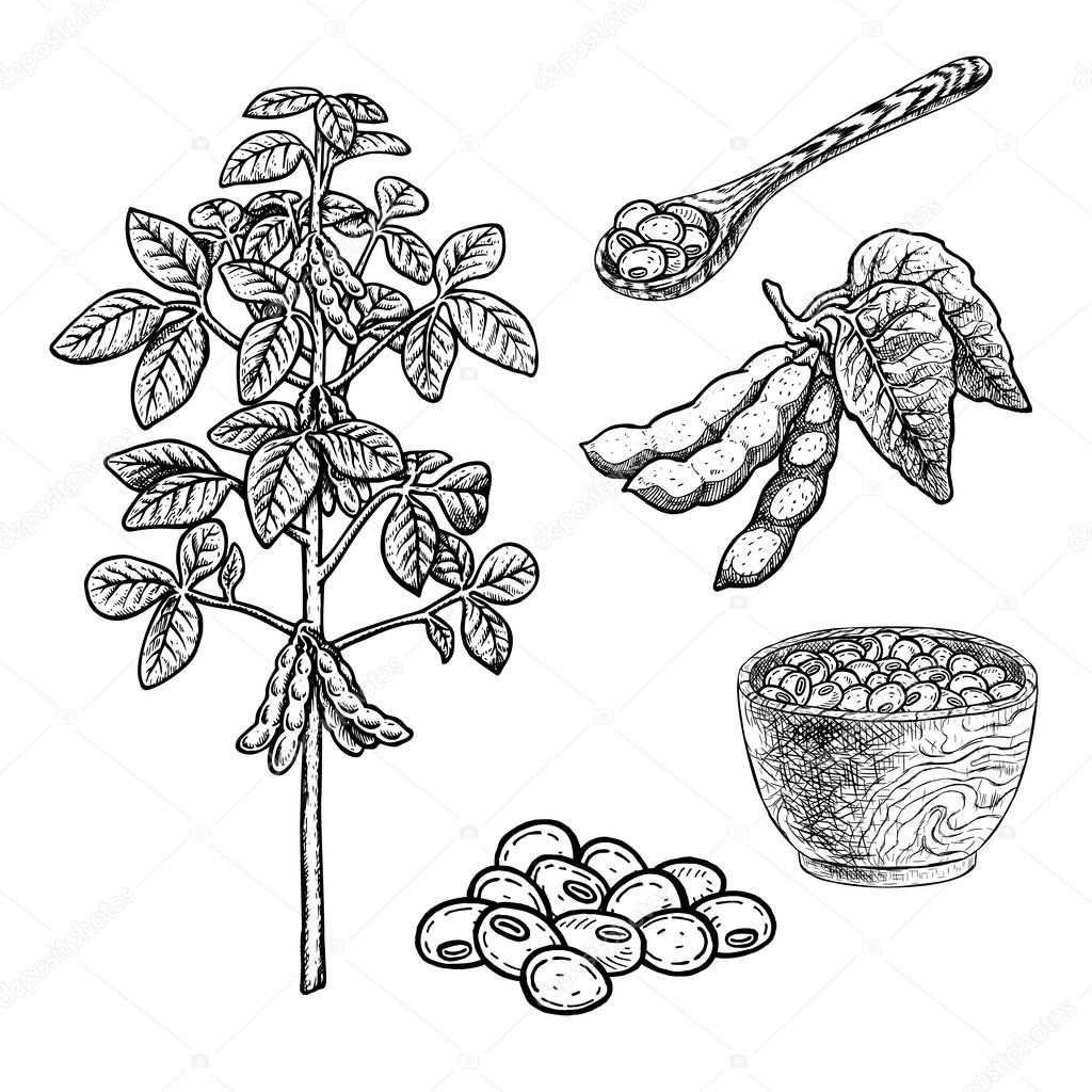 Hand drawn set of soy plant porridge in bowl, spoon and beans. Vintage vector sketch