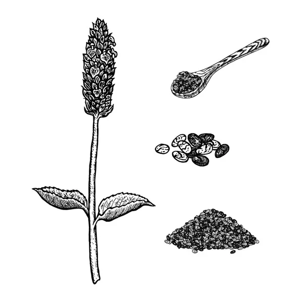 Conjunto desenhado à mão de chia planta, colher e sementes. Desenho vetorial vintage —  Vetores de Stock