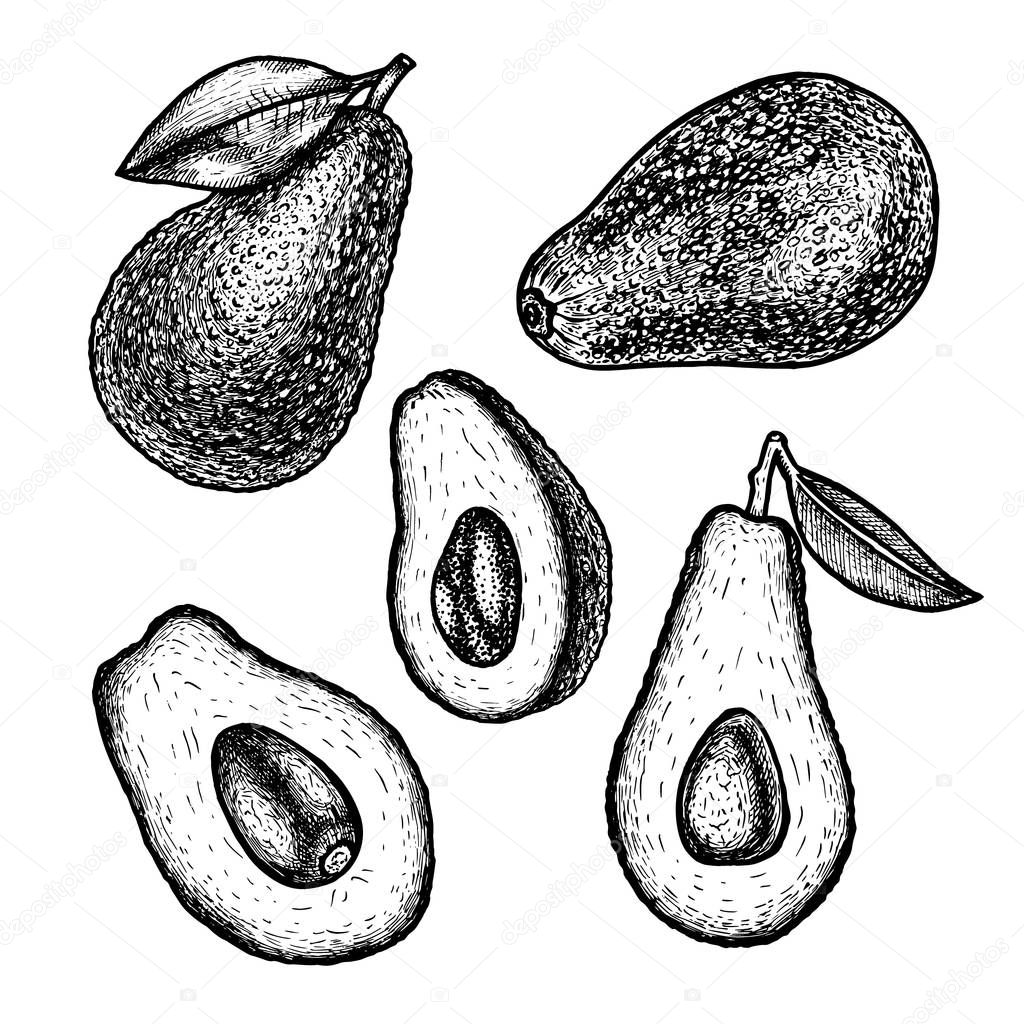 Hand drawn set of avocado. Vector sketch
