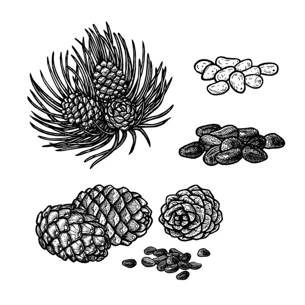 Handgezeichnetes Set von Pinienkernen und Zapfen. Vektor-Skizze — Stockvektor