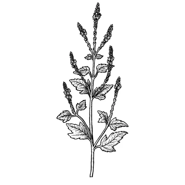 Verbena officinalis desenhado à mão, folhas, inflorescência e galhos. Desenho vetorial vintage —  Vetores de Stock