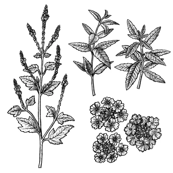 잔 가지, 잎, 꽃, 마편초의 그려진된 세트 손. 빈티지 벡터 스케치 — 스톡 벡터