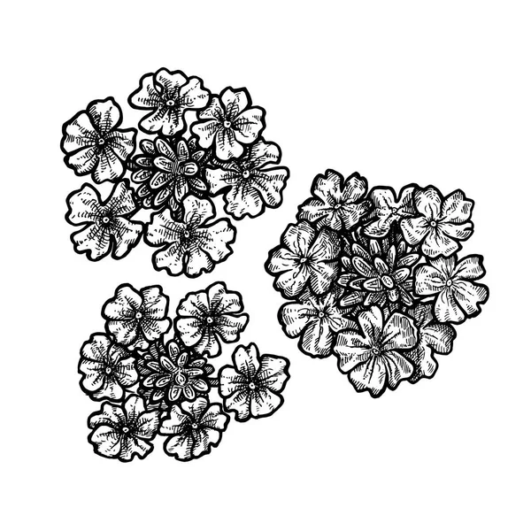 Flores de verbena desenhadas à mão. Desenho vetorial vintage —  Vetores de Stock