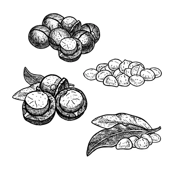 Ensemble de noix de macadamia dessinées à la main, des huddles avec des feuilles. Croquis vectoriel vintage — Image vectorielle