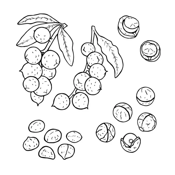 Conjunto lineal de nueces de macadamia. Dibujo de línea vectorial — Archivo Imágenes Vectoriales
