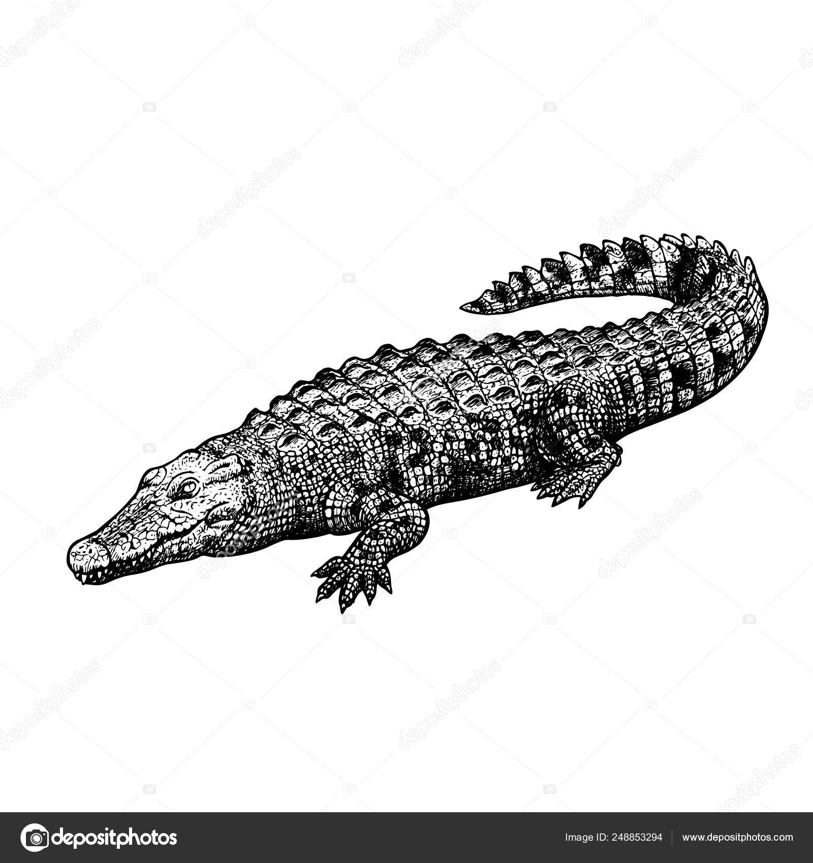 Hand drawn Black-white Vintage vector sketch