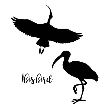 Ibis siluetleri. Simgeler kümesi. Uçuş ve ayakta kuş. Vektör çizim.