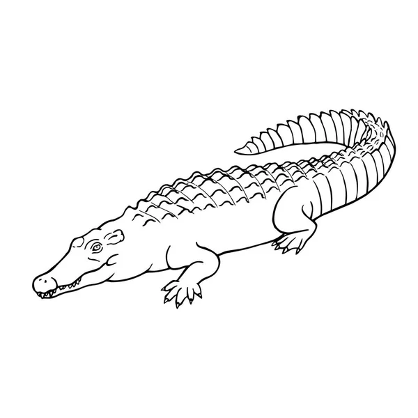 Crocodilo desenhado à mão. Estilo linear. Desenho de linha vetorial —  Vetores de Stock