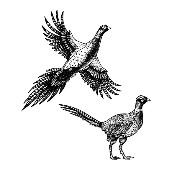 Faisán dibujado a mano. Asqueroso de pájaros. Ilustración vectorial vintage . — Archivo Imágenes Vectoriales