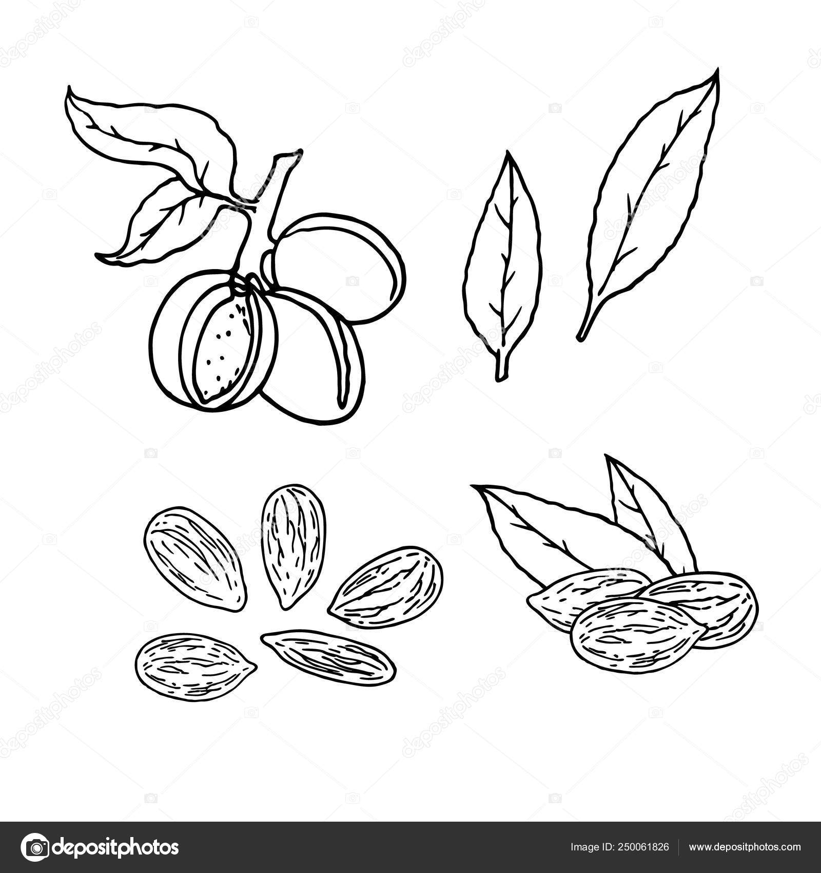 Ensemble Lineaire De Noix D Amande Dessin Vectoriel Image Vectorielle Par Airin Dizain C Illustration Ensemble Lineaire De Noix D Amande Dessin Vectoriel Image Vectorielle Par Airin Dizain C Illustration
